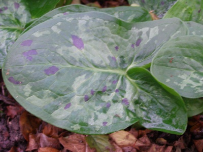 Arum 'Streaked Spectre'